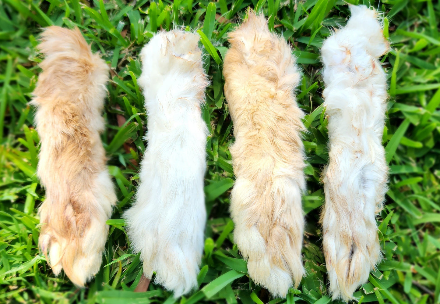Rabbit Feet