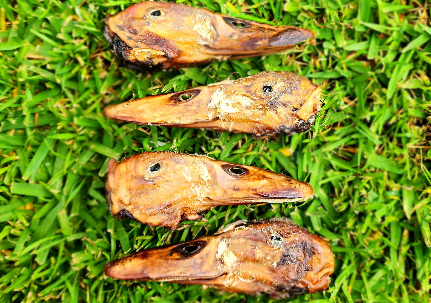 Duck Heads