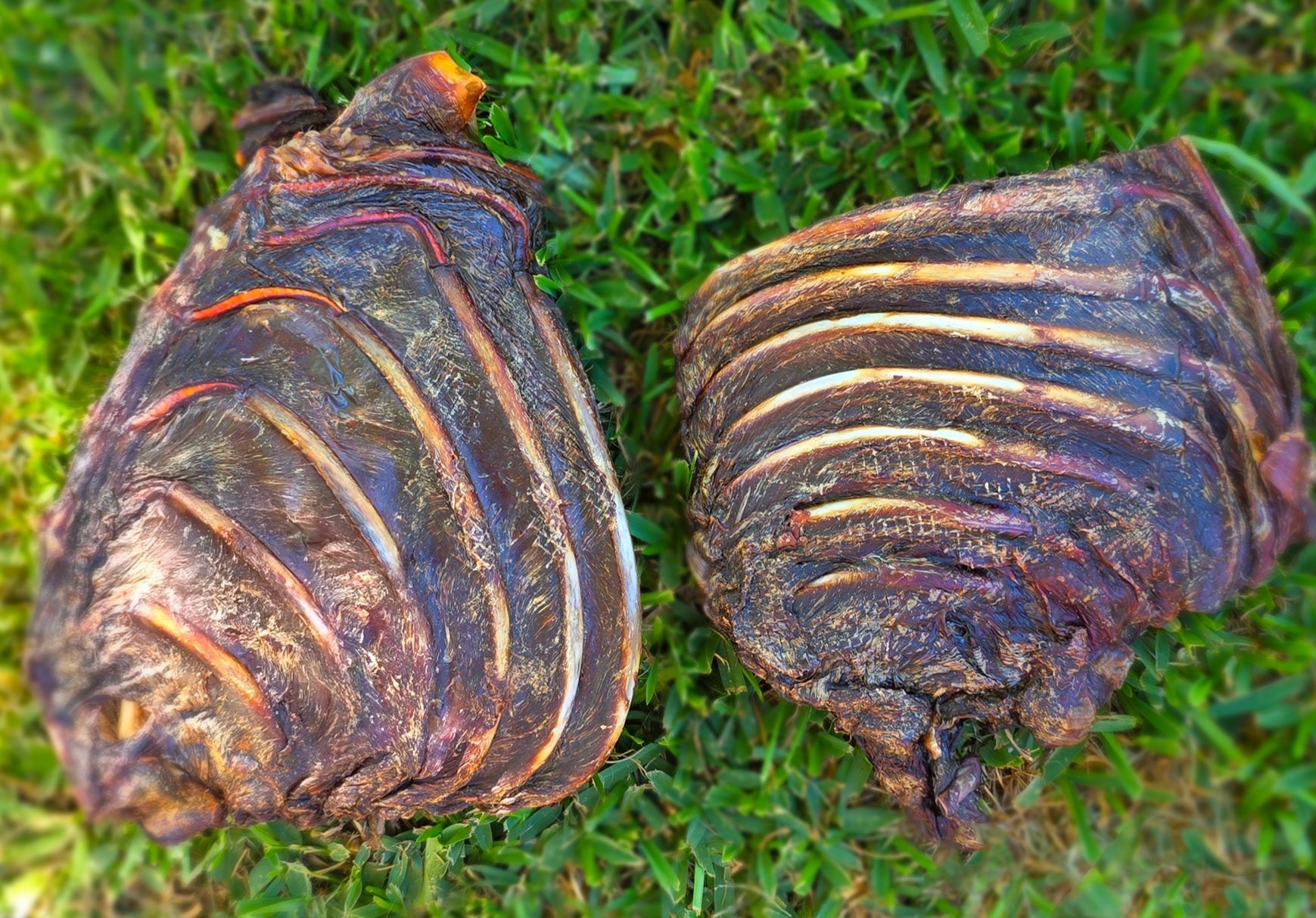 Kangaroo Ribs – Fat Boy Treats