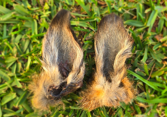 Wallaby Ear