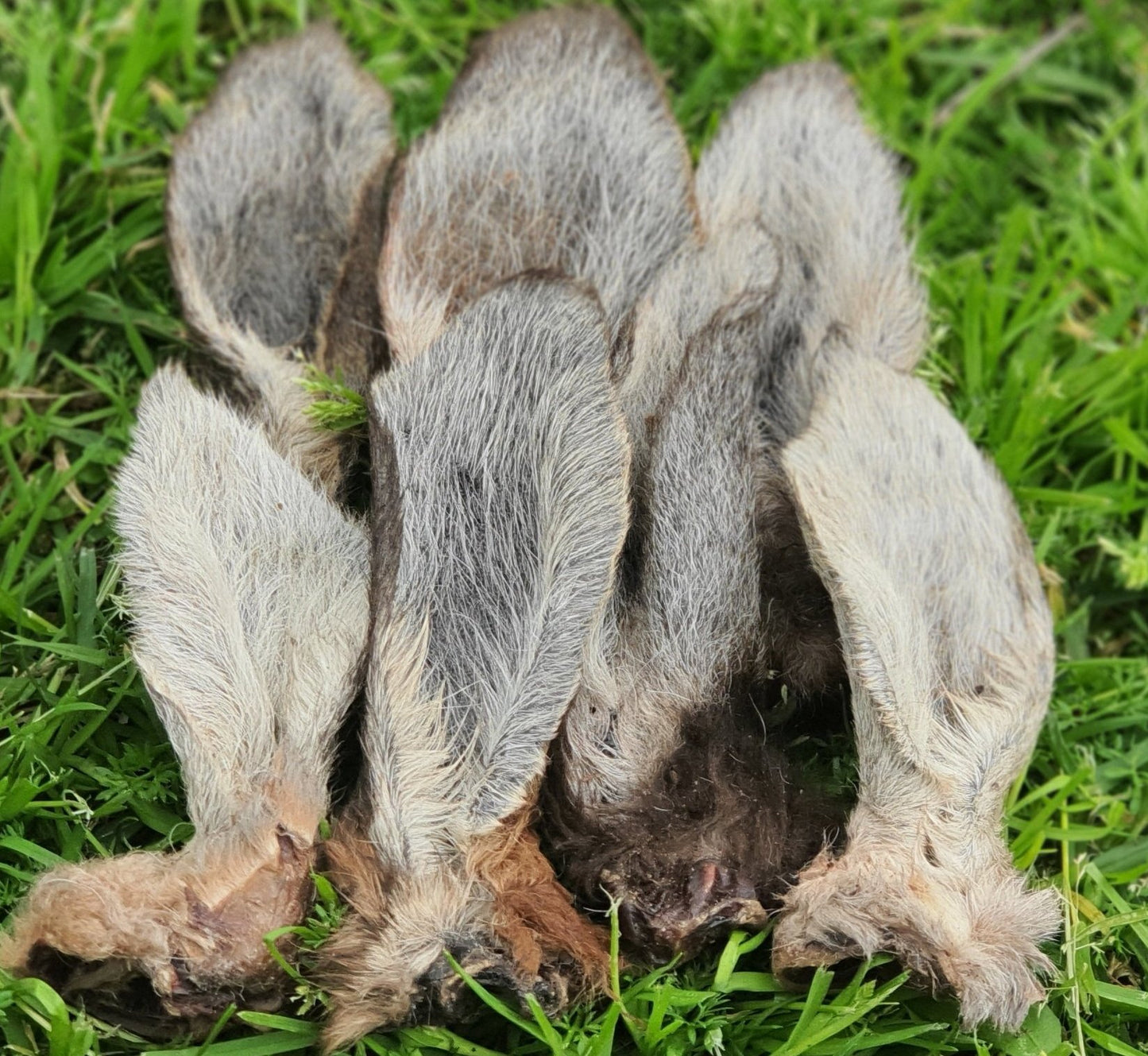 Kangaroo Ear