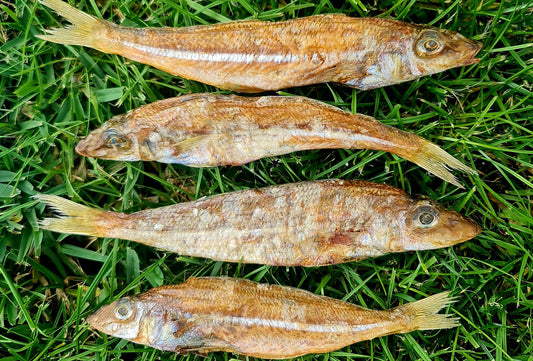 Red Spot Whiting